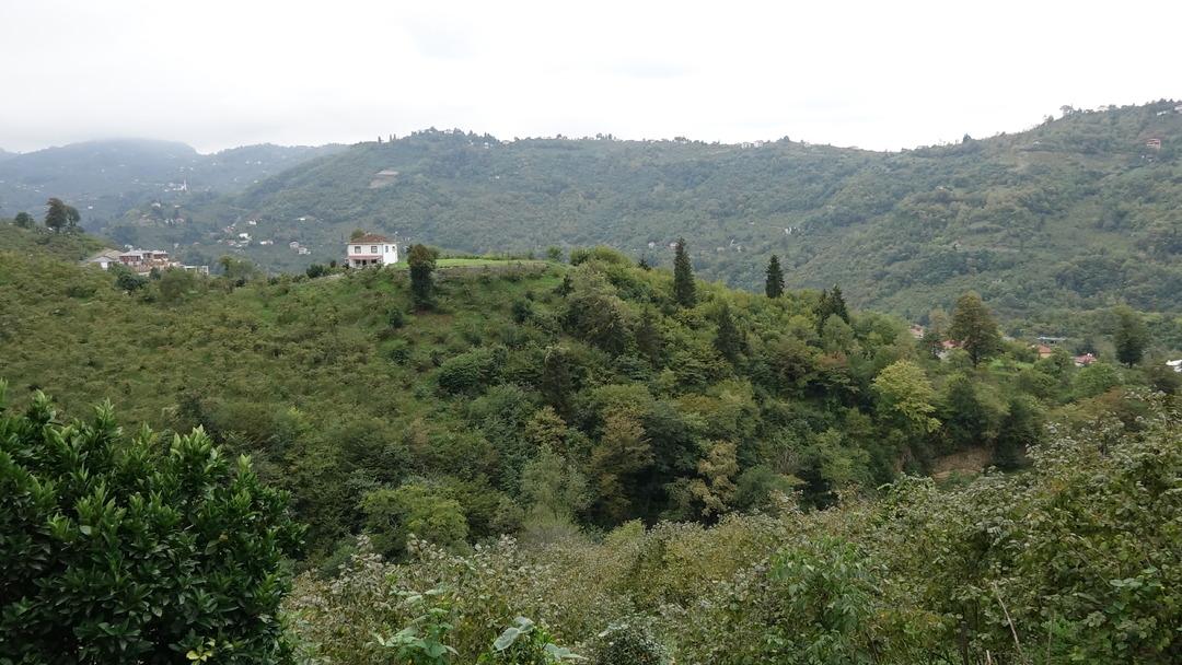 Trabzon u olduğu gibi sardı: Her yerdeler! Sakın dokunmayın uyarısı yapıldı... Kahverengi kokarca kabusu 4