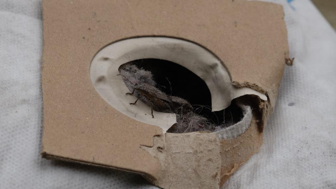 Trabzon u olduğu gibi sardı: Her yerdeler! Sakın dokunmayın uyarısı yapıldı... Kahverengi kokarca kabusu 3