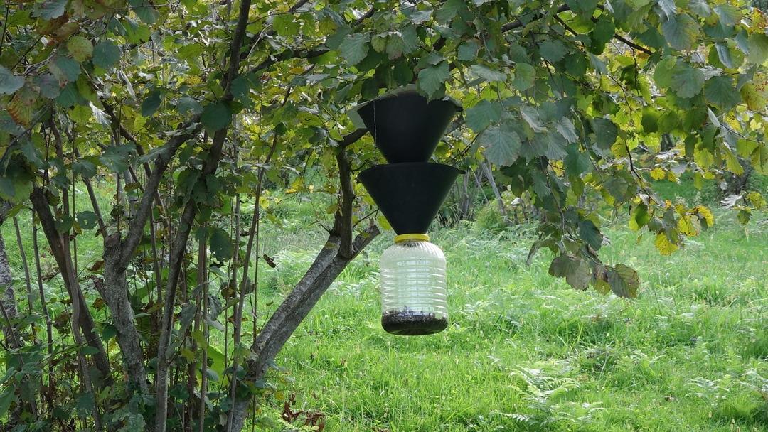 Trabzon u olduğu gibi sardı: Her yerdeler! Sakın dokunmayın uyarısı yapıldı... Kahverengi kokarca kabusu 1