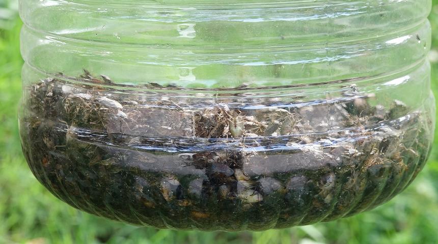 Trabzon'u olduğu gibi sardı: Her yerdeler! Sakın dokunmayın uyarısı yapıldı... Kahverengi kokarca kabusu