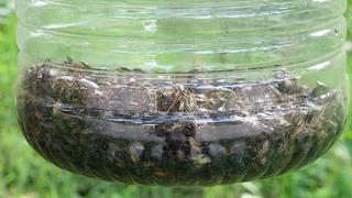 Trabzon'u olduğu gibi sardı: Her yerdeler! Sakın dokunmayın uyarısı yapıldı... Kahverengi kokarca kabusu