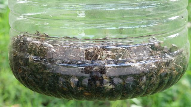 Trabzon'u olduğu gibi sardı: Her yerdeler! Sakın dokunmayın uyarısı yapıldı... Kahverengi kokarca kabusu