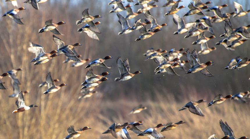 Bilim insanlarından uyarı: Kuşların yolları değişti, tehlike çanları çalıyor