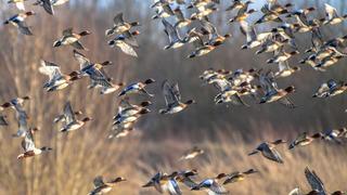 Bilim insanlarından uyarı: Kuşların yolları değişti, tehlike çanları çalıyor
