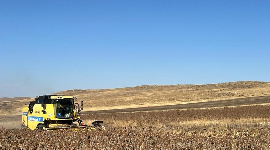 Kars’ta Ayçiçeği hasadı başladı
