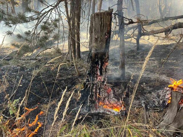 Sarıkamış’ta orman yangını: 2 hektar alan zarar gördü 1