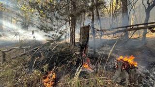 Sarıkamış’ta orman yangını: 2 hektar alan zarar gördü