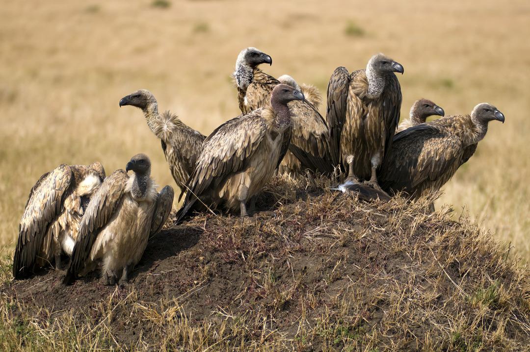 Akbaba yuvasında bulundu! 750 yıl öncesine ait bir ayakkabı: Tamamı hasırdan yapılmış 1