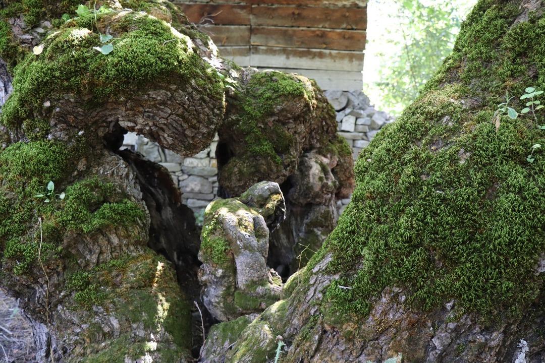 300 yıllık dut ağacına bakan bir daha bakıyor! O detay görenleri hayrete düşürdü 1