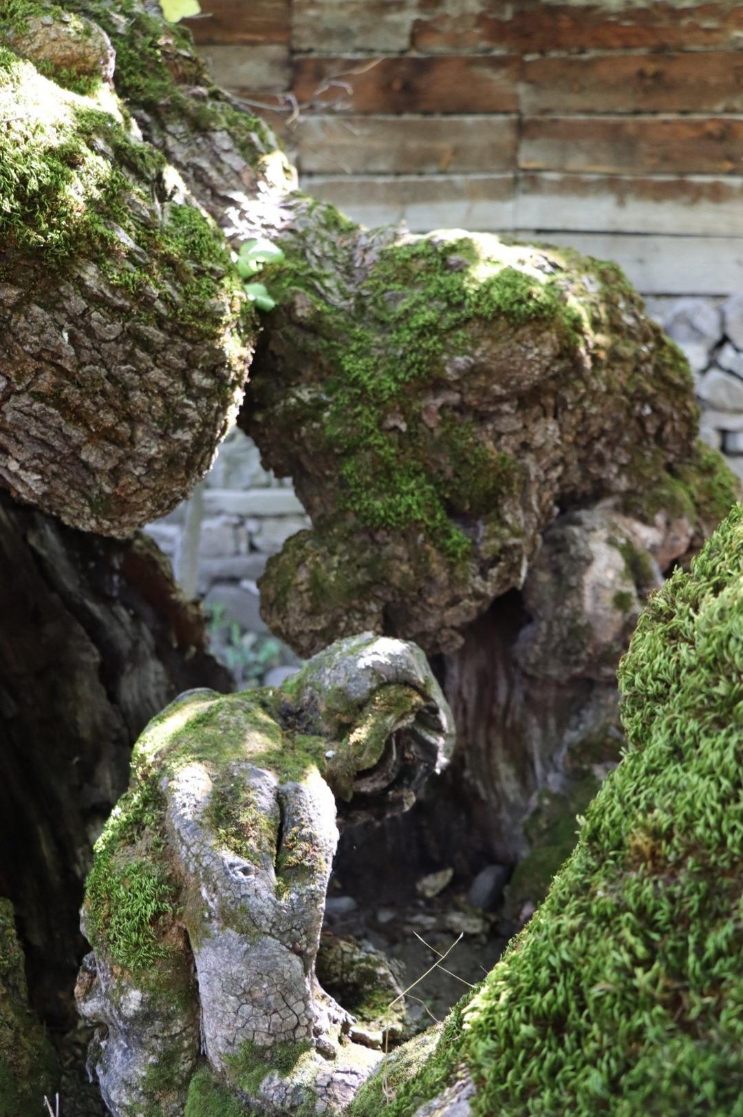 300 yıllık dut ağacına bakan bir daha bakıyor! O detay görenleri hayrete düşürdü 2