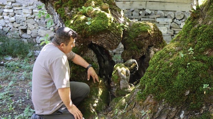 300 yıllık dut ağacına bakan bir daha bakıyor! O detay görenleri hayrete düşürdü
