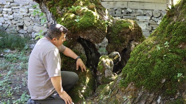 300 yıllık dut ağacına bakan bir daha bakıyor! O detay görenleri hayrete düşürdü