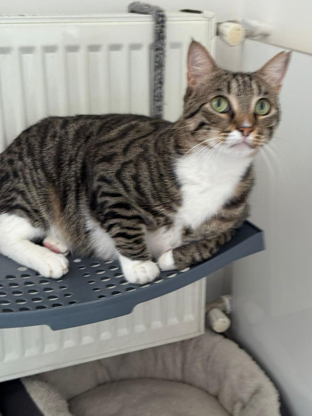 Yer: Adana... Genç kadının dünyası başına yıkıldı:  Sakat ı bulana dev ödülü açıkladı! 4