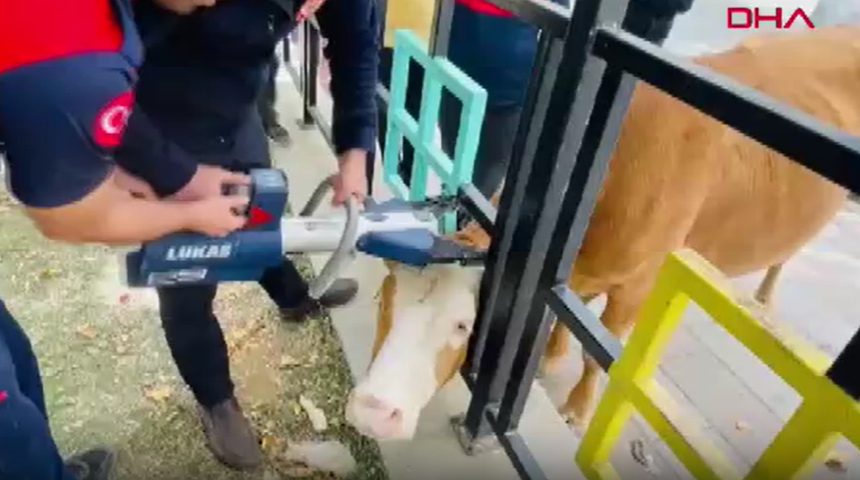 Bingöl’de park korkuluklarına başı sıkışan inek kurtarıldı