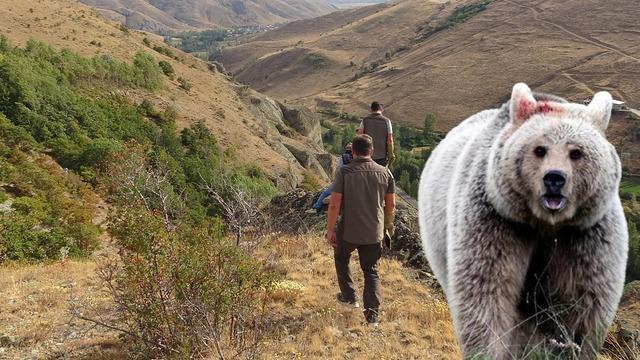 Bayburt'ta annesini kaybeden yavru ayı köyü alarma geçirdi! Ekipler harekete geçti