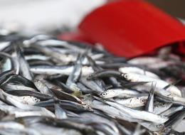 Maliyet artışı balık fiyatlarını vurdu! Geçen yıla göre iki kat arttı: O tür 85 TL’den 185 TL'ye çıktı...