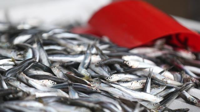 Maliyet artışı balık fiyatlarını vurdu! Geçen yıla göre iki kat arttı: O tür 85 TL’den 185 TL'ye çıktı...