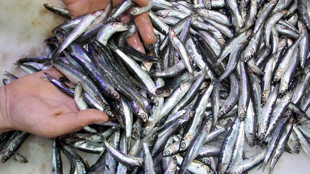 Ruslar hamsiyi Karadeniz den kaçırdı! Av durdu, fiyatlar yükseldi 1
