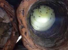 Kilosu 2 bin lira! Çok zor üretiliyor 'Çok güzel pişiyor'