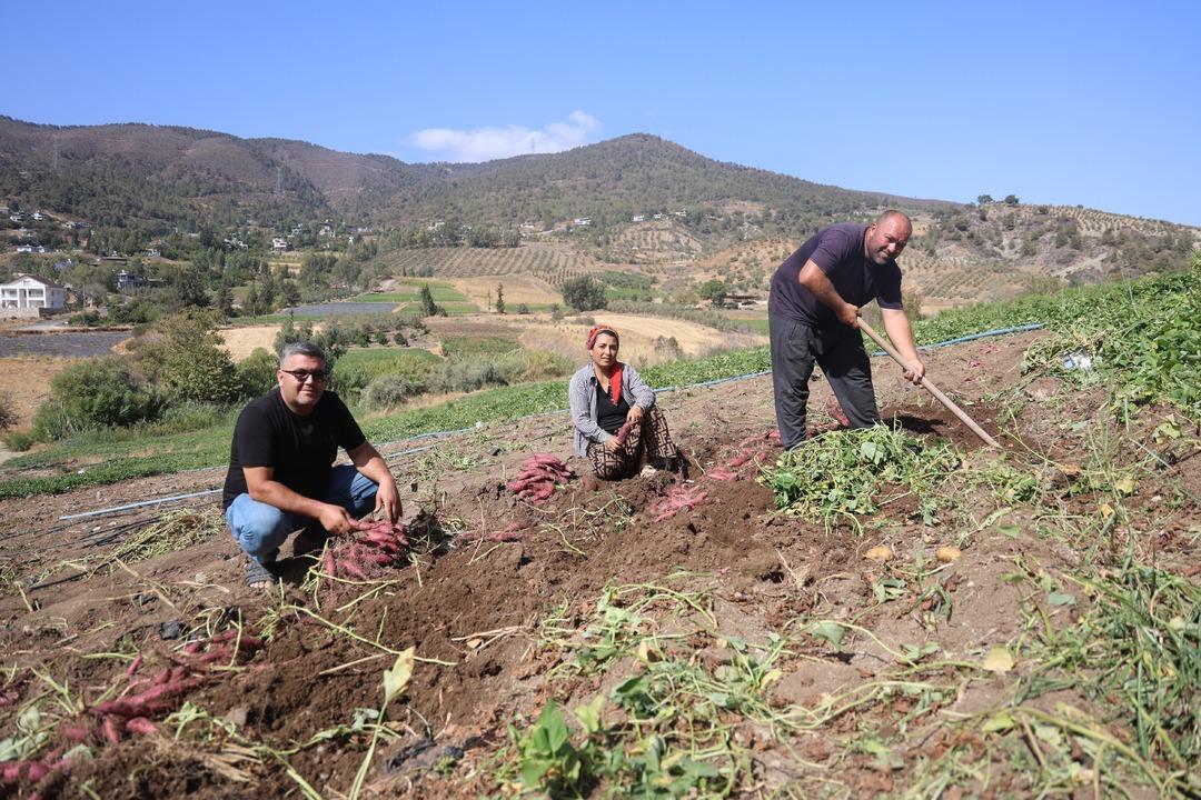Adı gibi tatlı şifa deposu tatlı patates hasadı başladı: "Tatlı patates tarladan 35 TL ye alıcı buluyor"  1