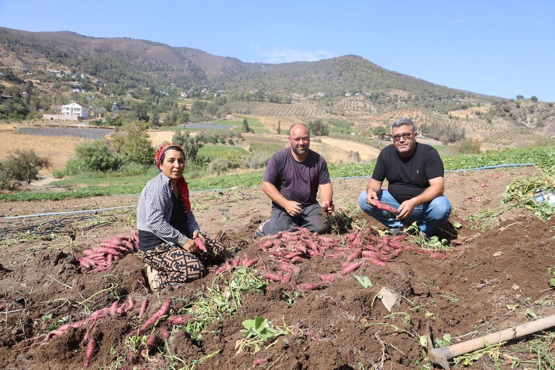 Adı gibi tatlı şifa deposu tatlı patates hasadı başladı: "Tatlı patates tarladan 35 TL ye alıcı buluyor"  2