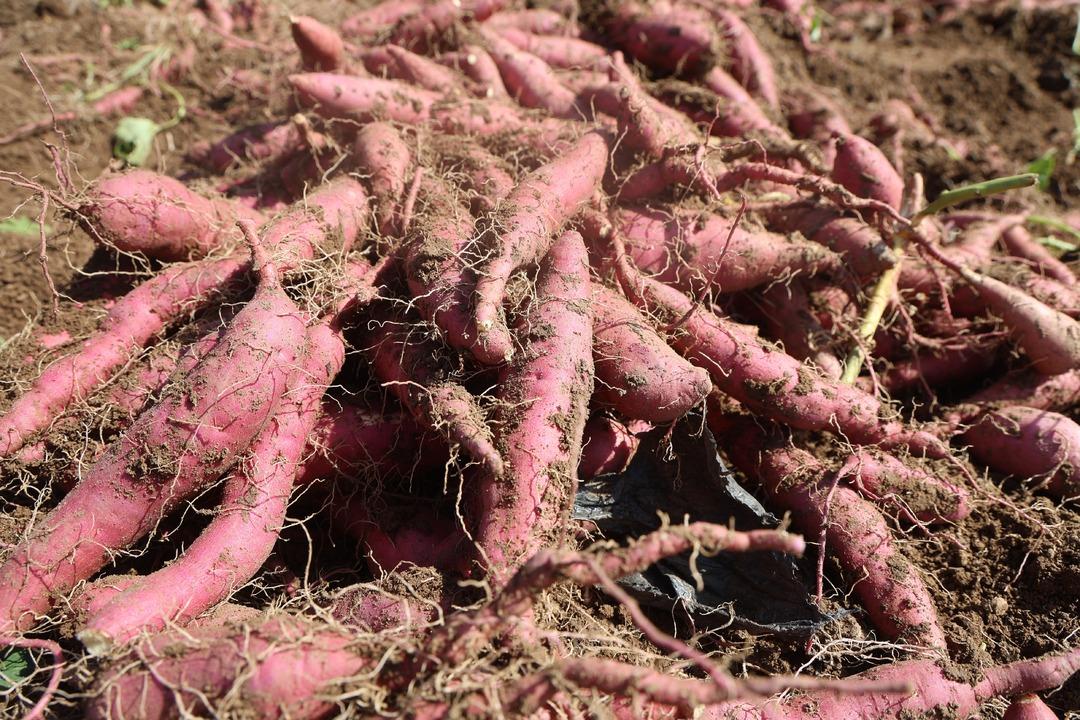 Adı gibi tatlı şifa deposu tatlı patates hasadı başladı: "Tatlı patates tarladan 35 TL ye alıcı buluyor"  3