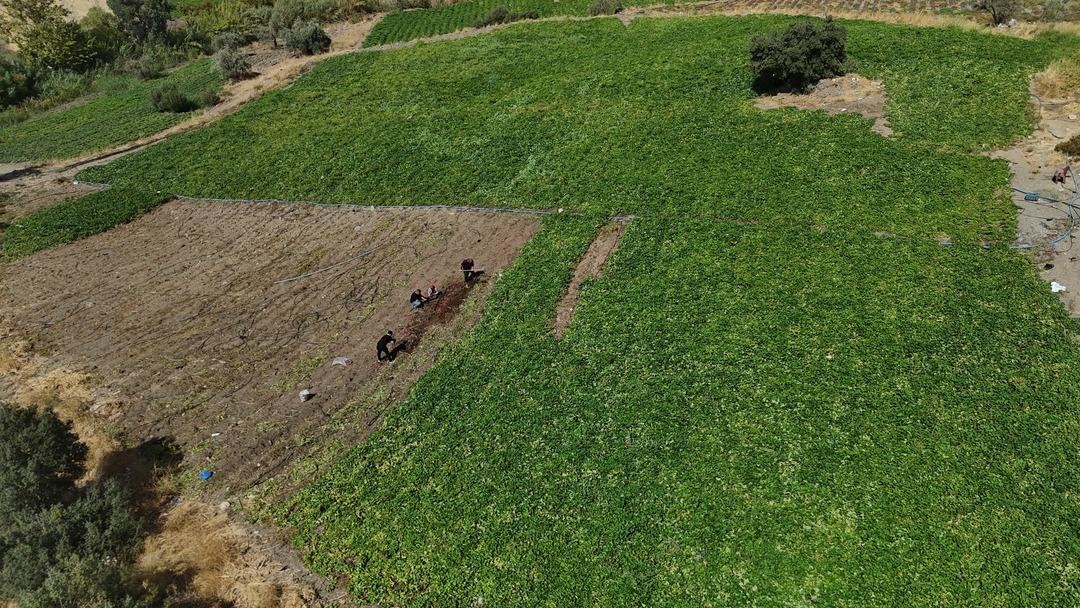 Adı gibi tatlı şifa deposu tatlı patates hasadı başladı: "Tatlı patates tarladan 35 TL ye alıcı buluyor"  4
