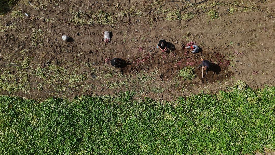 Adı gibi tatlı şifa deposu tatlı patates hasadı başladı: "Tatlı patates tarladan 35 TL ye alıcı buluyor"  5