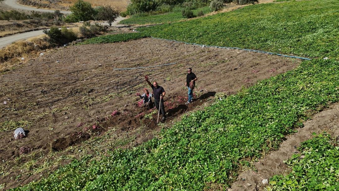 Adı gibi tatlı şifa deposu tatlı patates hasadı başladı: "Tatlı patates tarladan 35 TL ye alıcı buluyor"  6