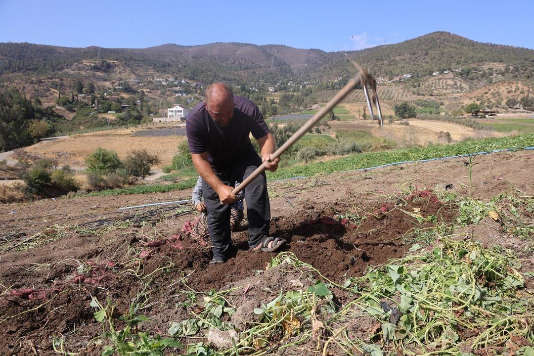 Adı gibi tatlı şifa deposu tatlı patates hasadı başladı: "Tatlı patates tarladan 35 TL ye alıcı buluyor"  7