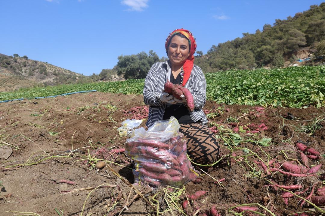 Adı gibi tatlı şifa deposu tatlı patates hasadı başladı: "Tatlı patates tarladan 35 TL ye alıcı buluyor"  8