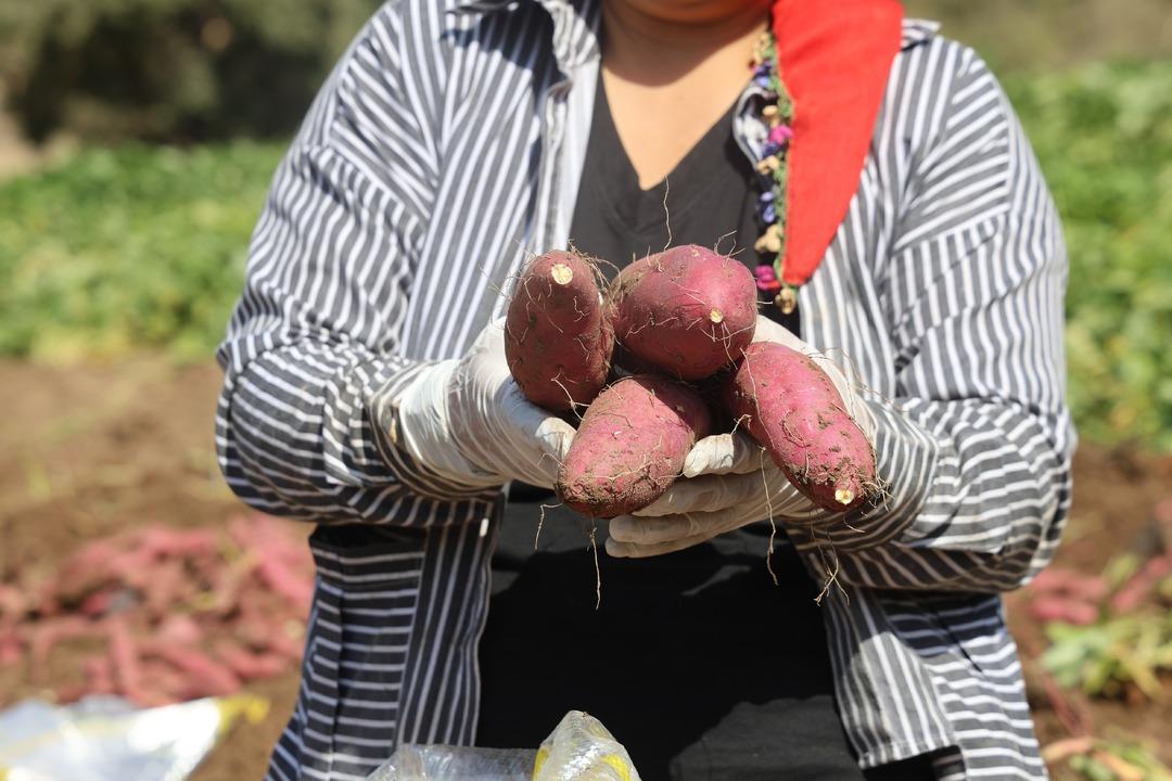 Adı gibi tatlı şifa deposu tatlı patates hasadı başladı: "Tatlı patates tarladan 35 TL ye alıcı buluyor"  9