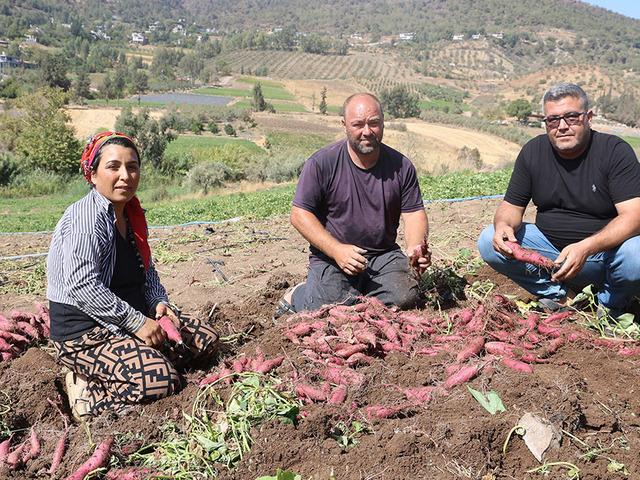 Adı gibi tatlı şifa deposu tatlı patates hasadı başladı: "Tatlı patates tarladan 35 TL'ye alıcı buluyor" 