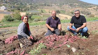 Adı gibi tatlı şifa deposu tatlı patates hasadı başladı: Tatlı patates tarladan 35 TL'ye alıcı buluyor 