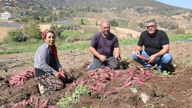 Adı gibi tatlı şifa deposu tatlı patates hasadı başladı: Tatlı patates tarladan 35 TL'ye alıcı buluyor 