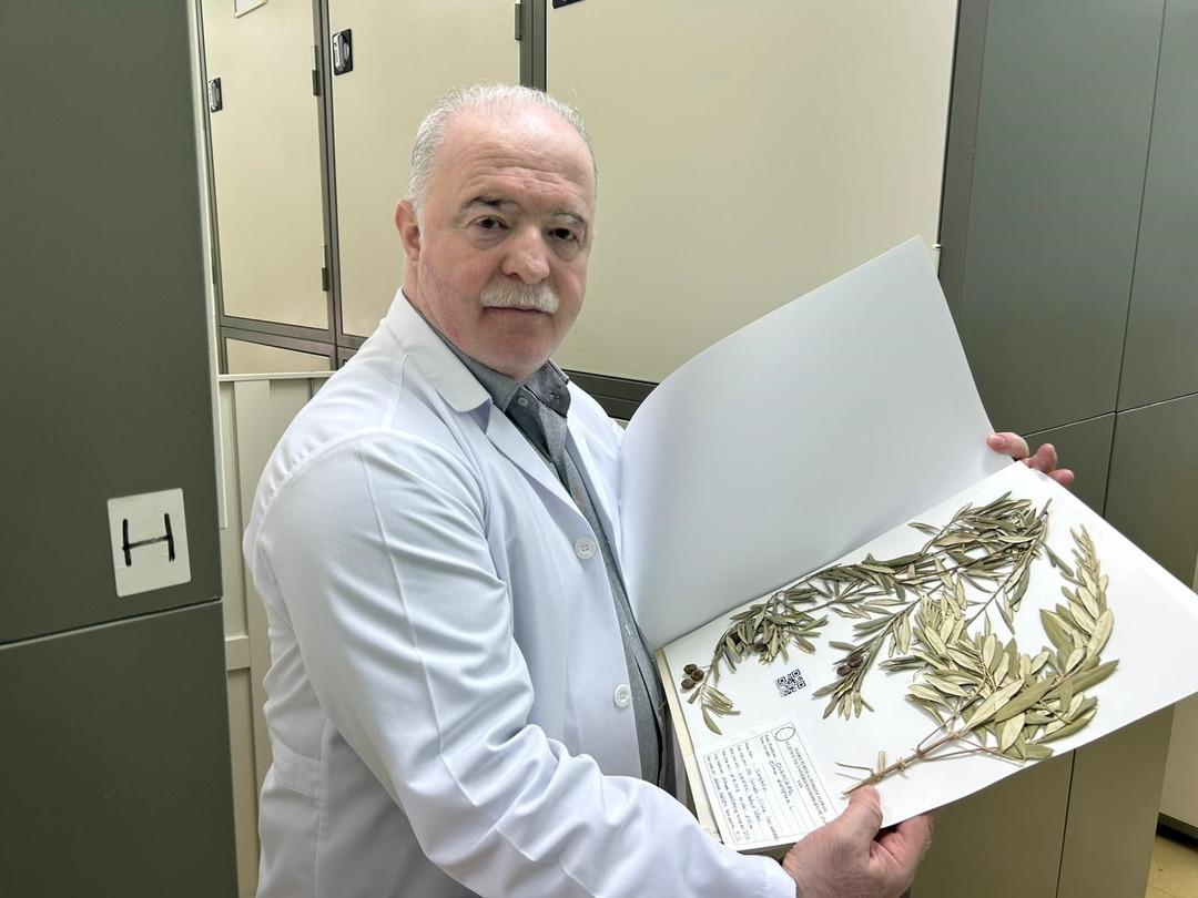 Binlerce yıllık sır zeytin ağacında gizli! Zeytin dalı efsane değil, delil oldu: Nuh’un Gemisi’nin izleri bulundu! 1