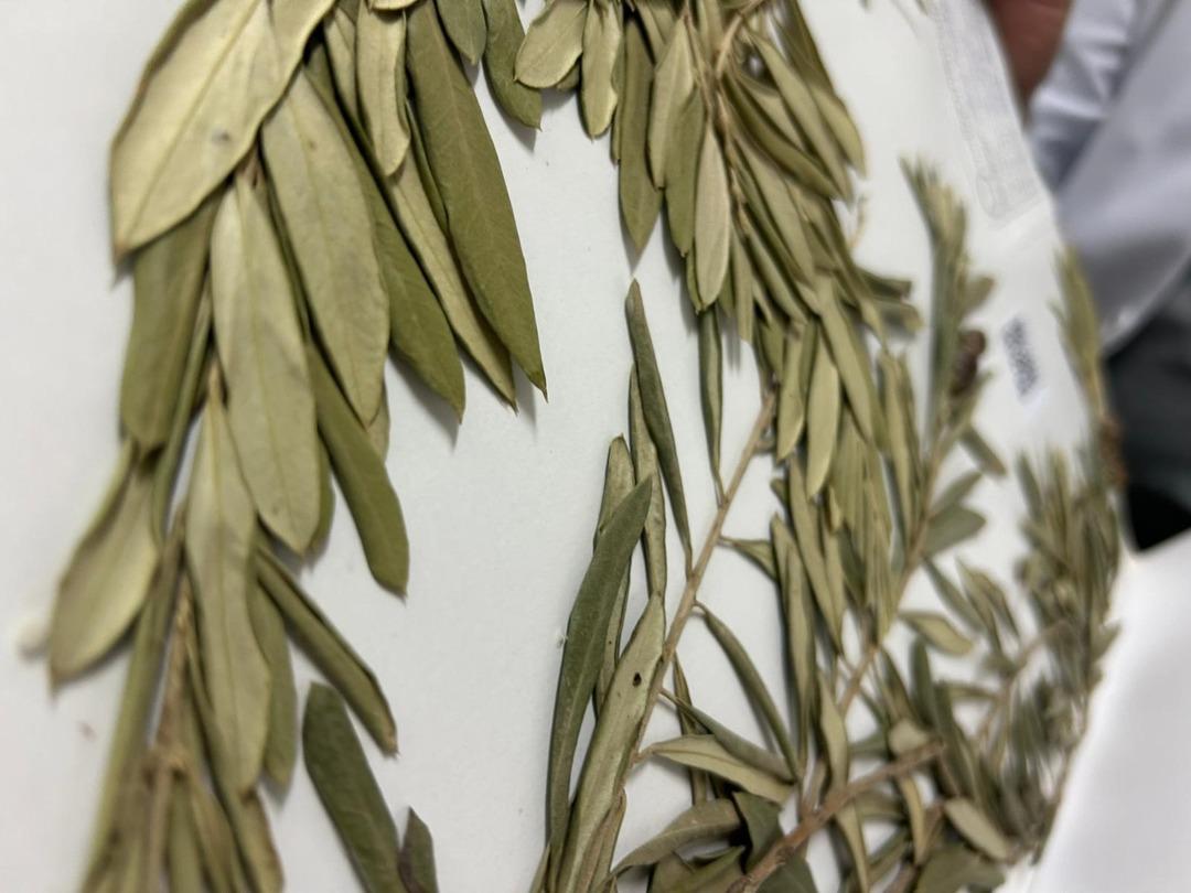 Binlerce yıllık sır zeytin ağacında gizli! Zeytin dalı efsane değil, delil oldu: Nuh’un Gemisi’nin izleri bulundu! 2