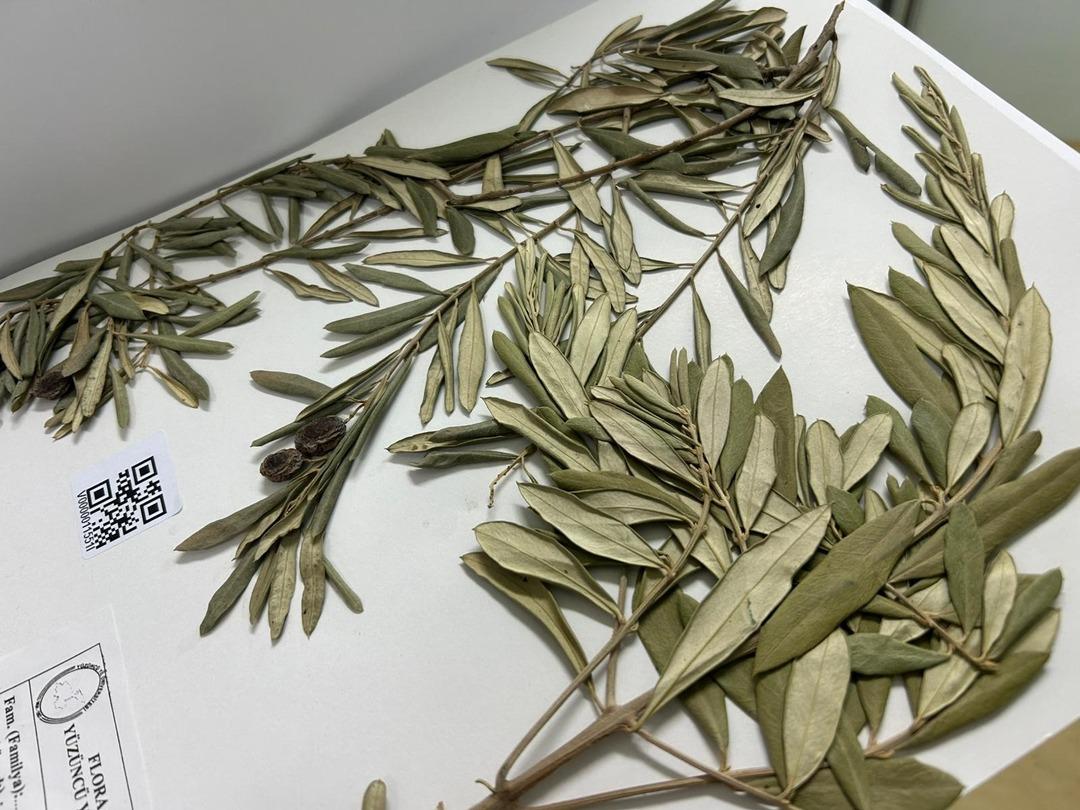 Binlerce yıllık sır zeytin ağacında gizli! Zeytin dalı efsane değil, delil oldu: Nuh’un Gemisi’nin izleri bulundu! 3