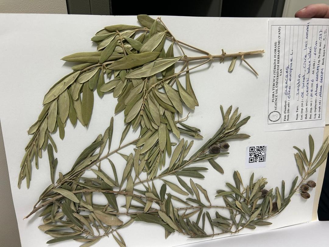 Binlerce yıllık sır zeytin ağacında gizli! Zeytin dalı efsane değil, delil oldu: Nuh’un Gemisi’nin izleri bulundu! 4