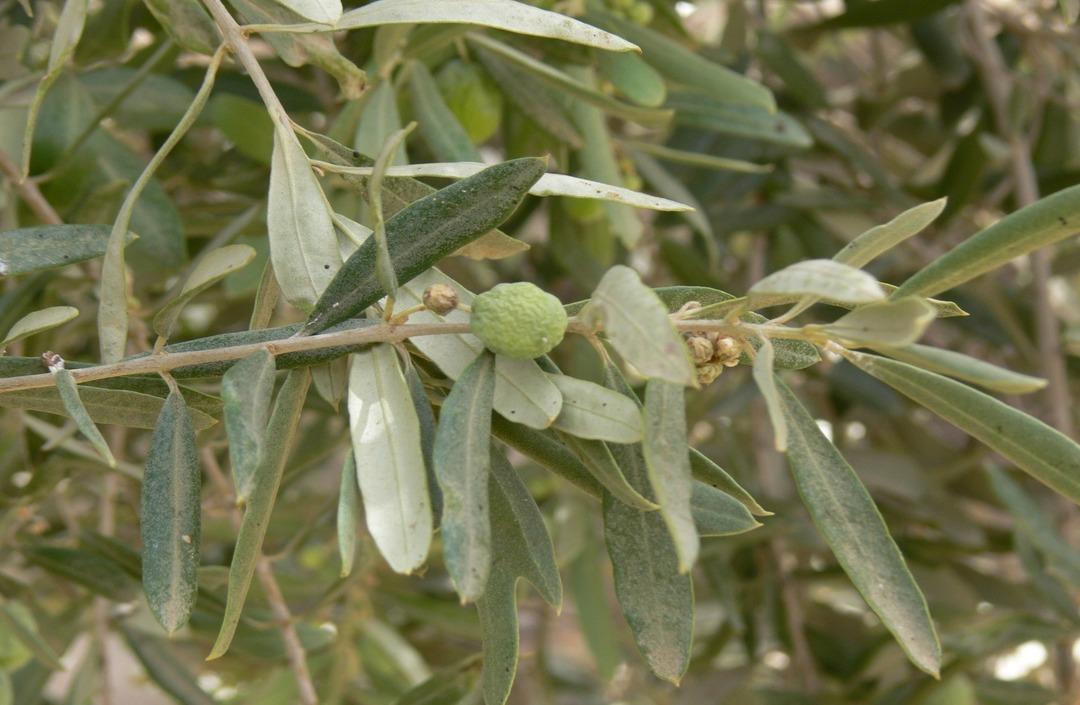 Binlerce yıllık sır zeytin ağacında gizli! Zeytin dalı efsane değil, delil oldu: Nuh’un Gemisi’nin izleri bulundu! 5