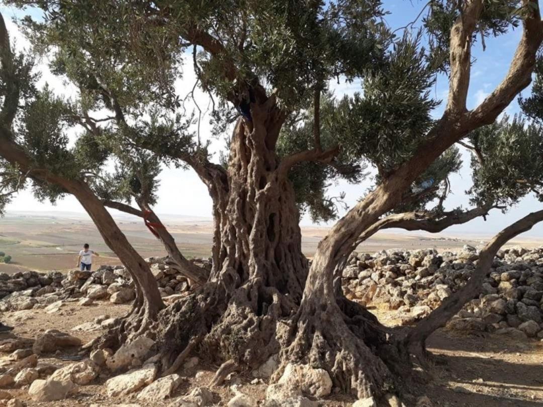 Binlerce yıllık sır zeytin ağacında gizli! Zeytin dalı efsane değil, delil oldu: Nuh’un Gemisi’nin izleri bulundu! 6