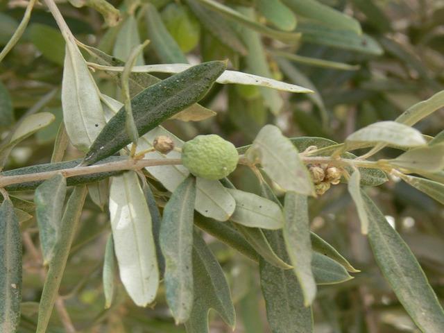 Binlerce yıllık sır zeytin ağacında gizli! Zeytin dalı efsane değil, delil oldu: Nuh’un Gemisi’nin izleri bulundu!