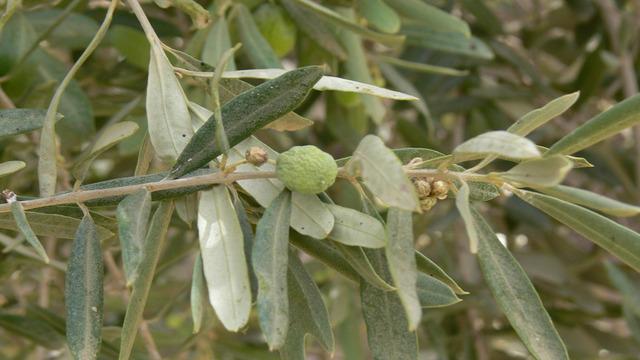 Binlerce yıllık sır zeytin ağacında gizli! Zeytin dalı efsane değil, delil oldu: Nuh’un Gemisi’nin izleri bulundu!