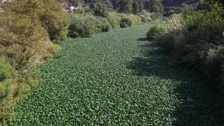 Dünyada tek tersten akan nehir: Asi Nehri görünmez oldu! İstilacı su sümbülleri 1 metreye ulaşmış!