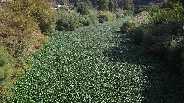 Dünyada tek tersten akan nehir: Asi Nehri görünmez oldu! İstilacı su sümbülleri 1 metreye ulaşmış!