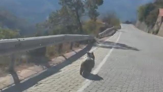 Kemaliye’de üniversite yolunda yavru ayı görüldü