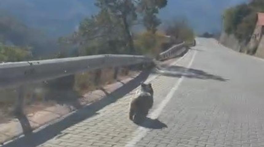 Kemaliye’de üniversite yolunda yavru ayı görüldü