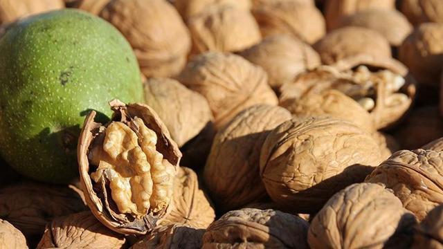 Cevizin faydaları nelerdir? Beyinden kalbe, sağlığınıza tam destek: Günde kaç adet ceviz tüketilmelidir? Ceviz hangi organa iyi gelir? 