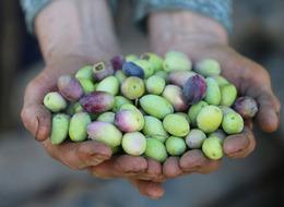  Zeytinde köklü geçmişe sahip Antalya'da coğrafi işaretli ürünler yaygınlaştırılıyor
