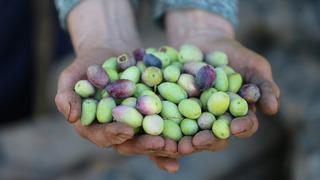  Zeytinde köklü geçmişe sahip Antalya'da coğrafi işaretli ürünler yaygınlaştırılıyor